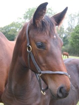 Donna-Dina's 2009 Filly by Sergio Rossi
