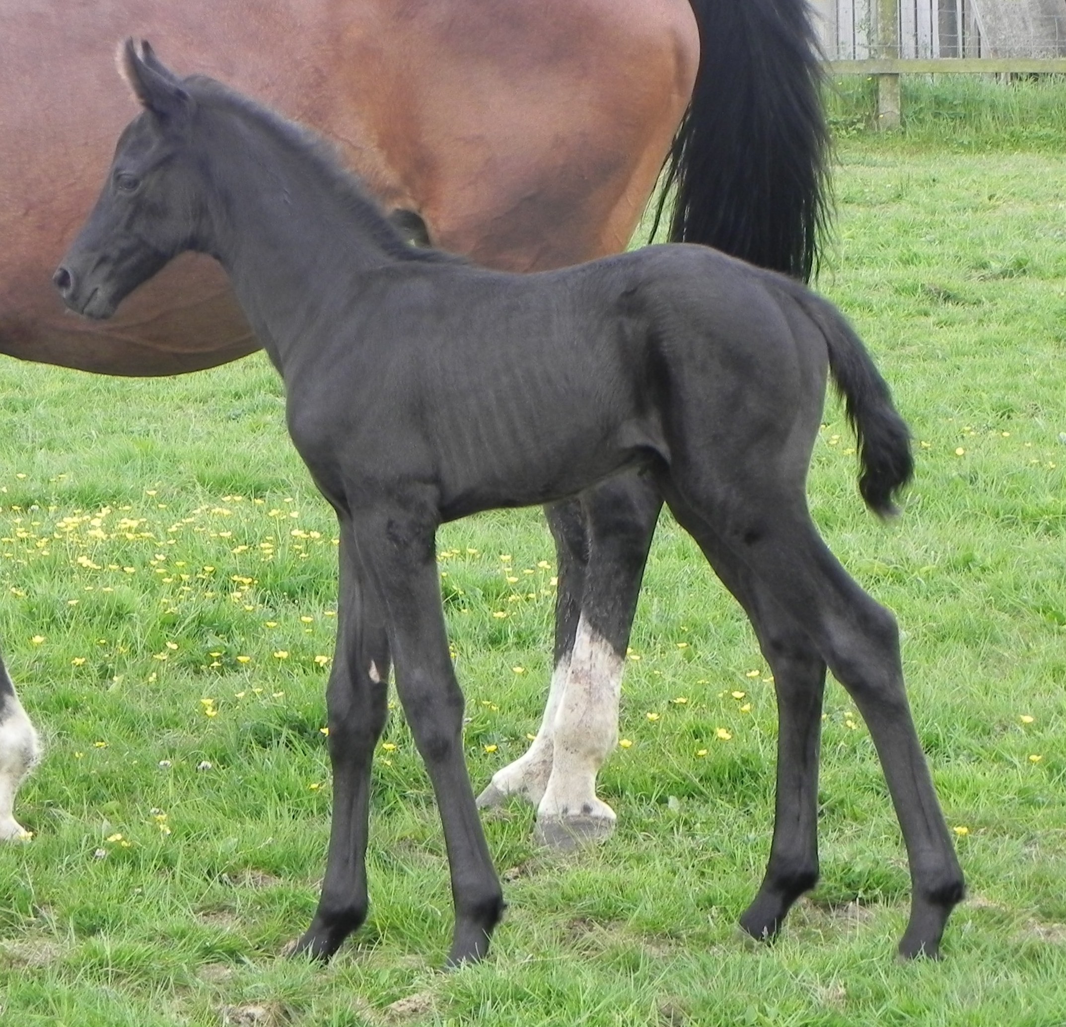 Pinnella's colt at 3 days old