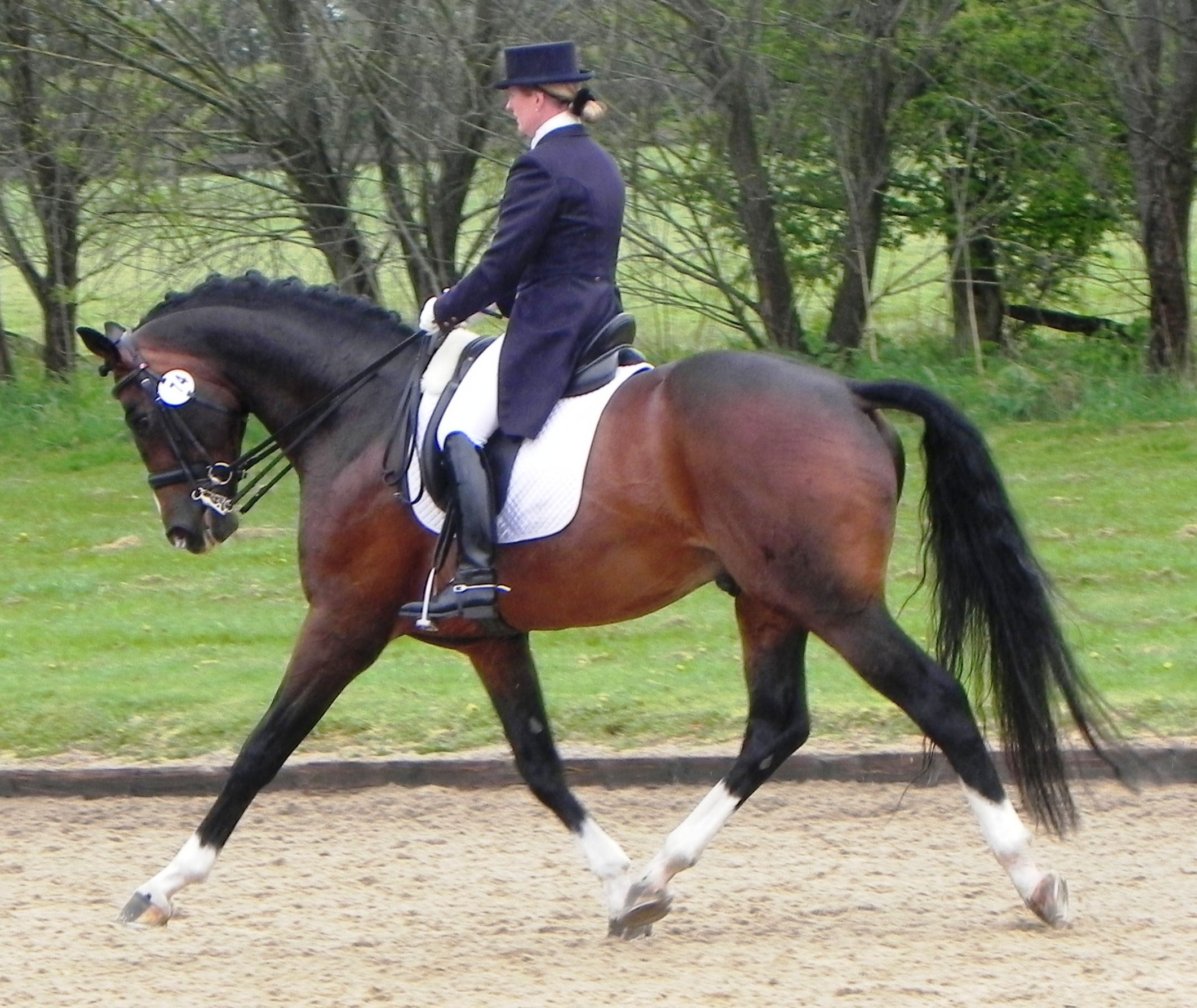Rhondeo at Hickstead
